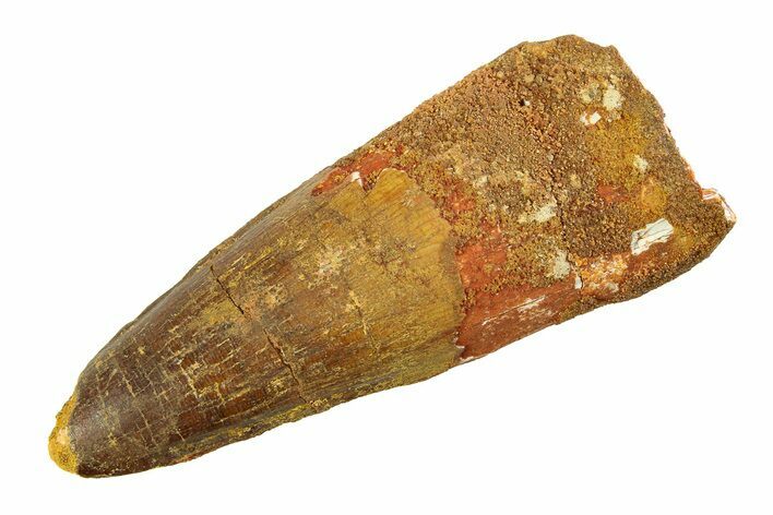 Fossil Spinosaurus Tooth - Real Dinosaur Tooth #351573